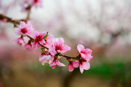 In full bloom in the peach blossom, Very beautifulの写真素材