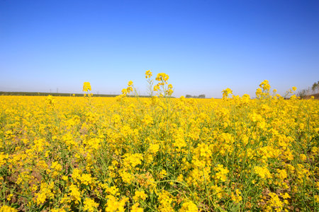 Yellow rape flower bloom in the farm, Very beautifulの写真素材