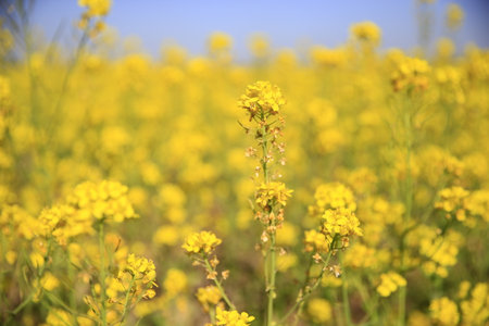 Yellow rape flower bloom in the farm, Very beautiful