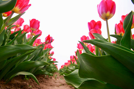 Spring blooming tulip field. Tulips are colorful flowers open, Spring floral background.の写真素材