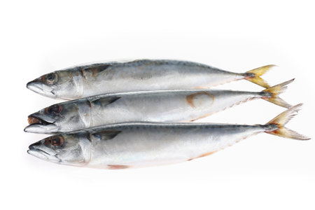 The fish on a white background, grow in the water in the Spanish mackerel