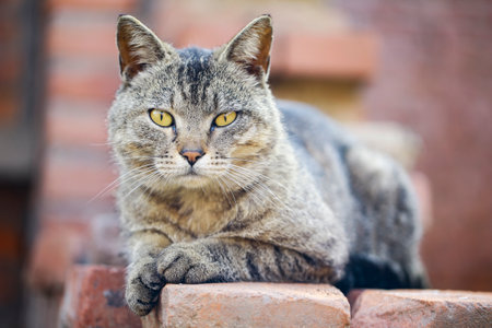 Close-up of a portrait of a cat, playing outdoors, a very cute cat.の写真素材