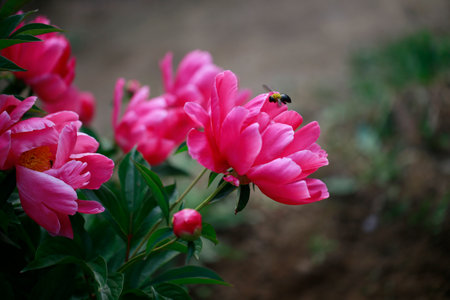 Pink blooming peony, outside shooting, Very beautifulの写真素材