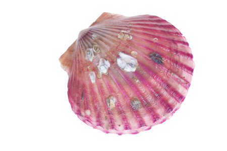 Scallops isolated on a white background, very fresh
