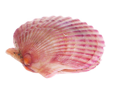 Scallops isolated on a white background, very freshの写真素材