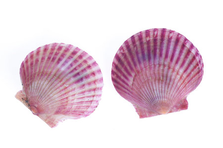 Scallops isolated on a white background, very freshの写真素材