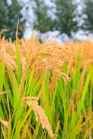 Mature rice fields in autumn, the scene of a bountiful harvestの写真素材