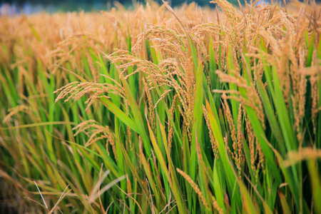 Mature rice fields in autumn, the scene of a bountiful harvestの写真素材