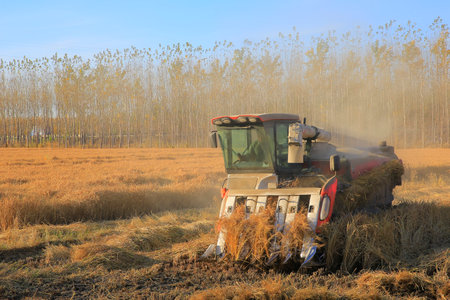 The scene of rice field harvesters working and a bountiful harvestの写真素材