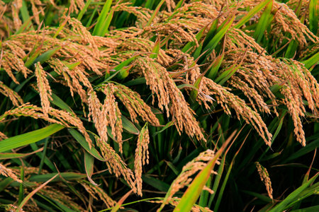 Mature rice fields in autumn, the scene of a bountiful harvestの写真素材