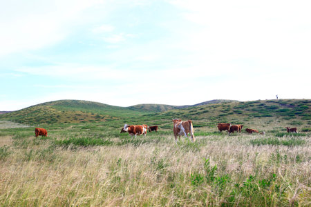 The cattle are eating grass on the grasslandの写真素材