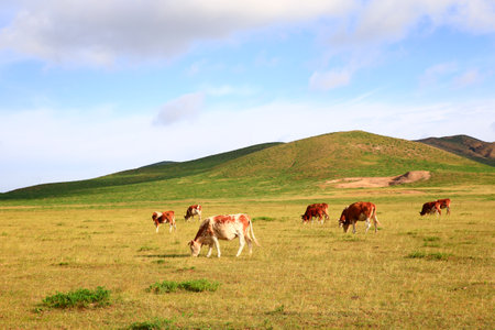 The cattle are eating grass on the grasslandの写真素材