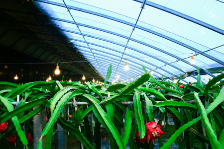 Dragon fruit hanging in a treeの写真素材