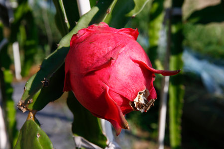 Dragon fruit hanging in a treeの写真素材