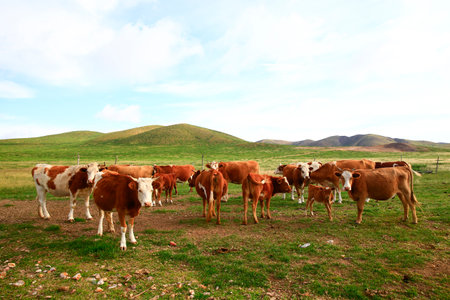 The cattle are eating grass on the grasslandの写真素材