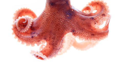 Octopus on a white backgroundの写真素材
