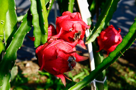Dragon fruit hanging in a treeの写真素材