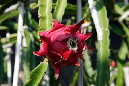 Dragon fruit hanging in a treeの写真素材