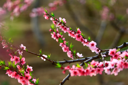 Blooming peach blossom, very beautifulの写真素材