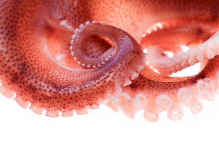 Octopus on a white backgroundの写真素材