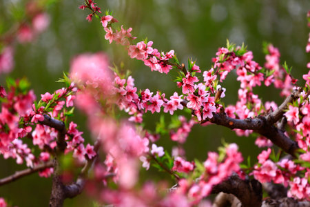 Blooming peach blossom, very beautifulの写真素材