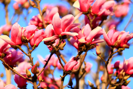 Blooming magnolia flowerの写真素材
