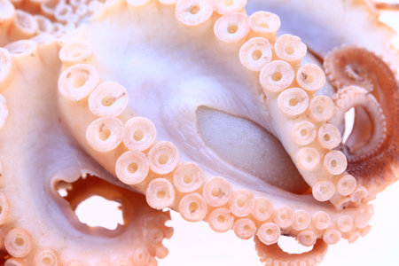Octopus on a white backgroundの写真素材