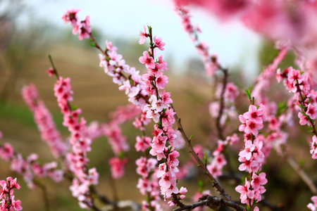 Blooming peach blossom, very beautifulの写真素材