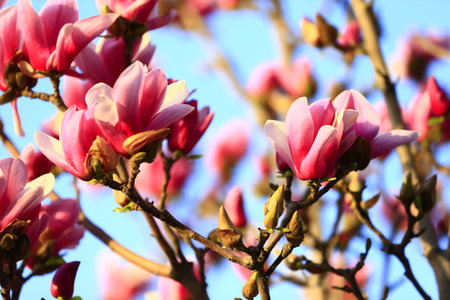Blooming magnolia flowerの写真素材