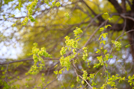 A branch of the Elm tree. Ulmus hollandica. Golden Elm, The elm tree is in bloom.の写真素材