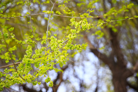 A branch of the Elm tree. Ulmus hollandica. Golden Elm, The elm tree is in bloom.