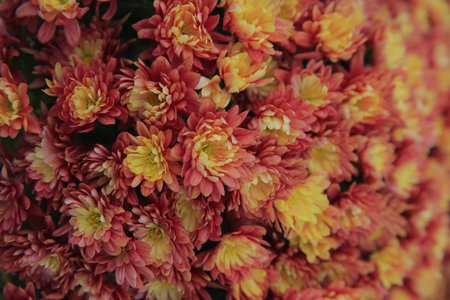 Blooming chrysanthemums, very beautiful, close-up shotの写真素材
