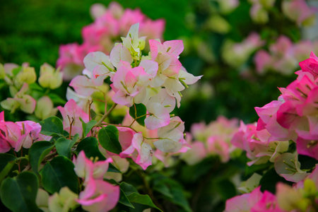 Blooming azaleas, pink, very beautifulの写真素材