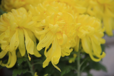 Blooming chrysanthemums, very beautiful, close-up shotの写真素材
