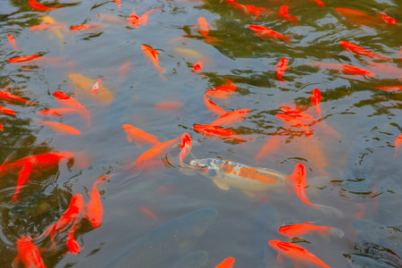 Many goldfish are in the pond, very beautifulの写真素材