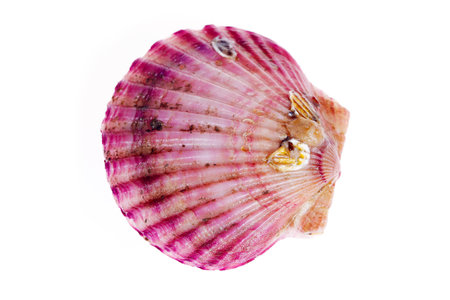 Scallops isolated on a white background, very freshの写真素材