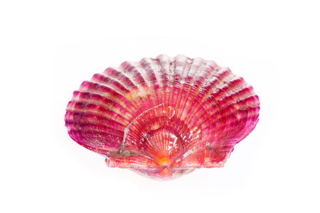 Scallops isolated on a white background, very freshの写真素材