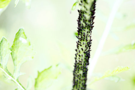 a kind of insects named aphid, close-up shotの写真素材