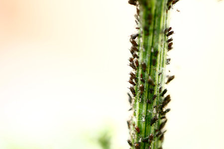 a kind of insects named aphid, close-up shotの写真素材