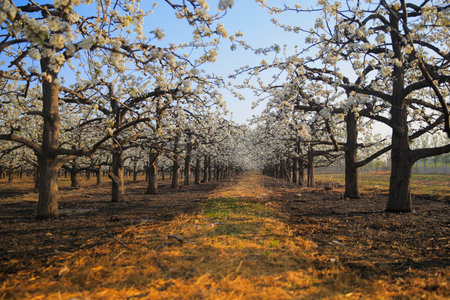 Blooming flowers, very beautiful, shot from close rangeの写真素材