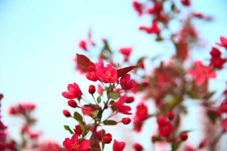 Chinese flowering crab-apple blooming, very beautifulの写真素材