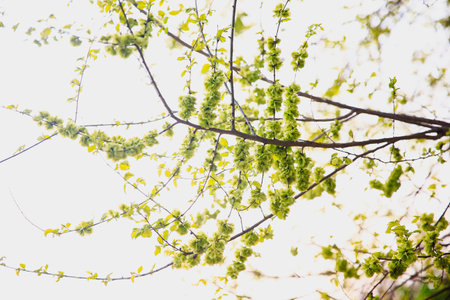 A branch of the Elm tree. Ulmus hollandica. Golden Elm, The elm tree is in bloom.の写真素材