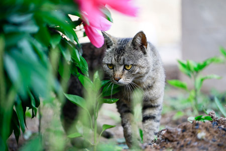 Close-up of a portrait of a cat, playing outdoors, a very cute cat.の写真素材
