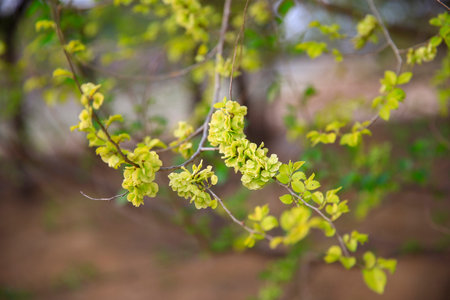 A branch of the Elm tree. Ulmus hollandica. Golden Elm, The elm tree is in bloom.
