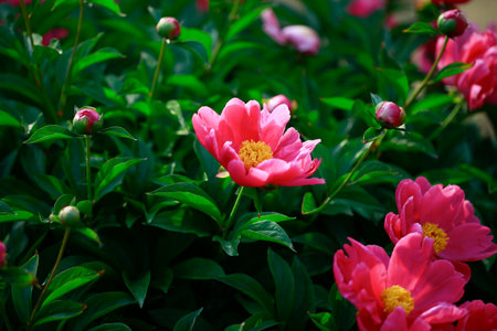 Pink blooming peony, outside shooting, Very beautifulの写真素材