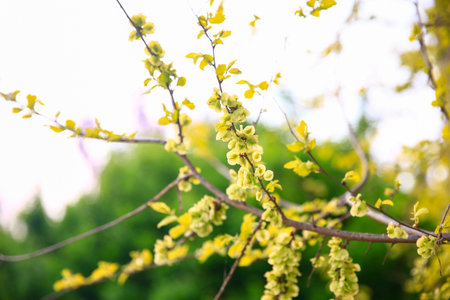 A branch of the Elm tree. Ulmus hollandica. Golden Elm, The elm tree is in bloom.の写真素材