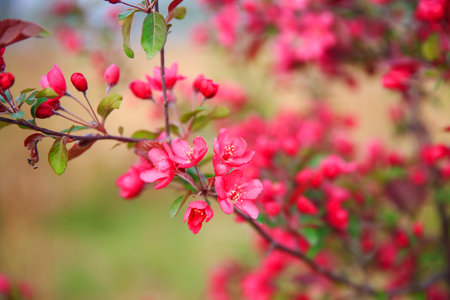 Chinese flowering crab-apple blooming, very beautifulの写真素材