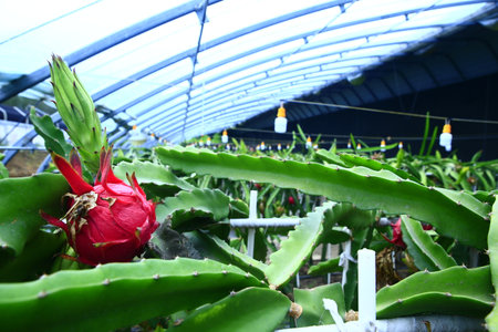 Dragon fruit hanging in a treeの写真素材