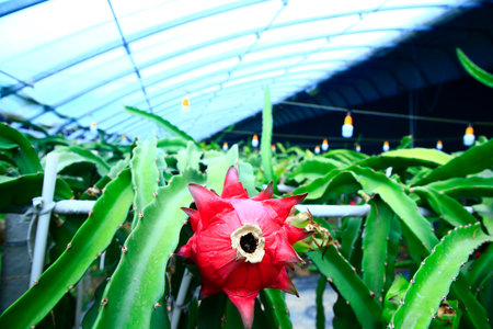 Dragon fruit hanging in a treeの写真素材