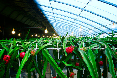 Dragon fruit hanging in a treeの写真素材
